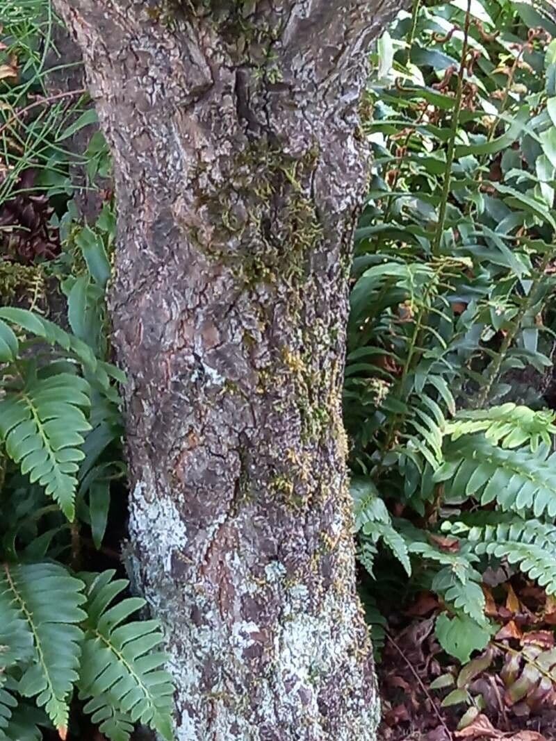 Karolinischer Schneeballbaum 24