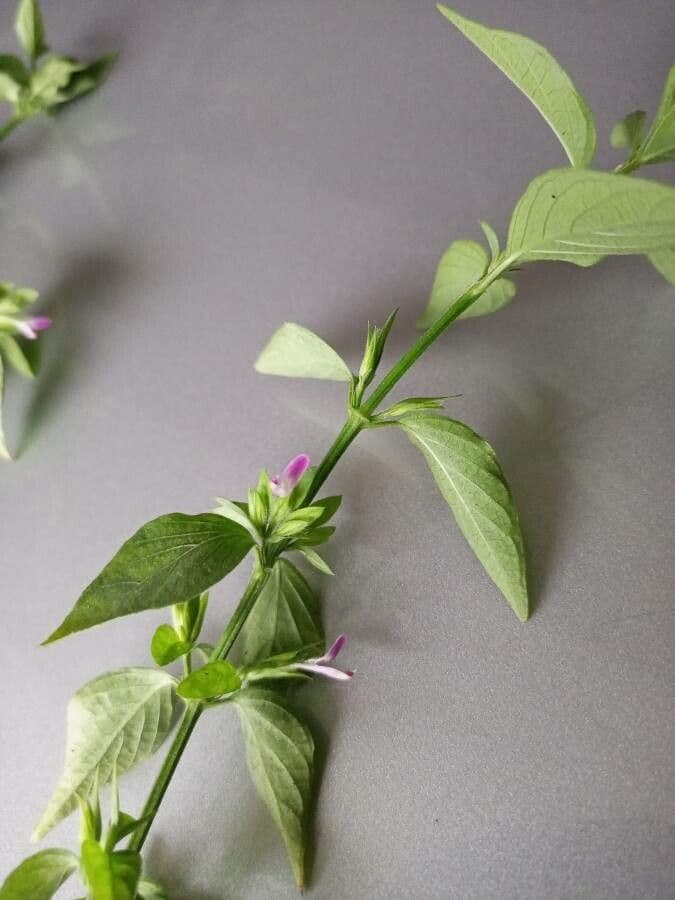 Dicliptera verticillata