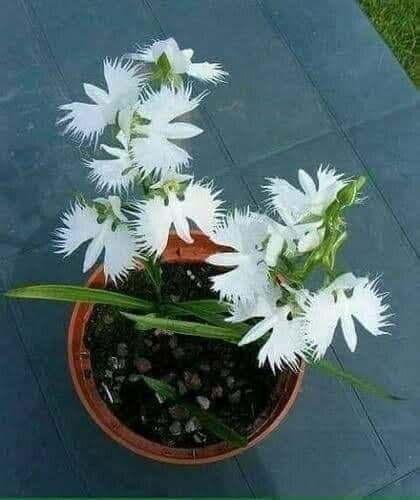 Fringed orchid 6
