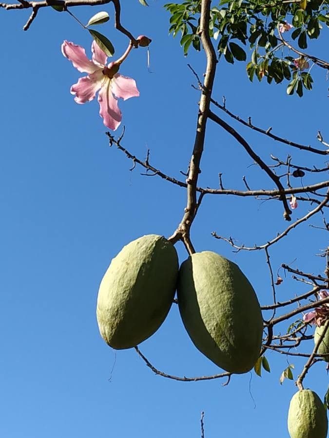 Ceiba speciosa 2