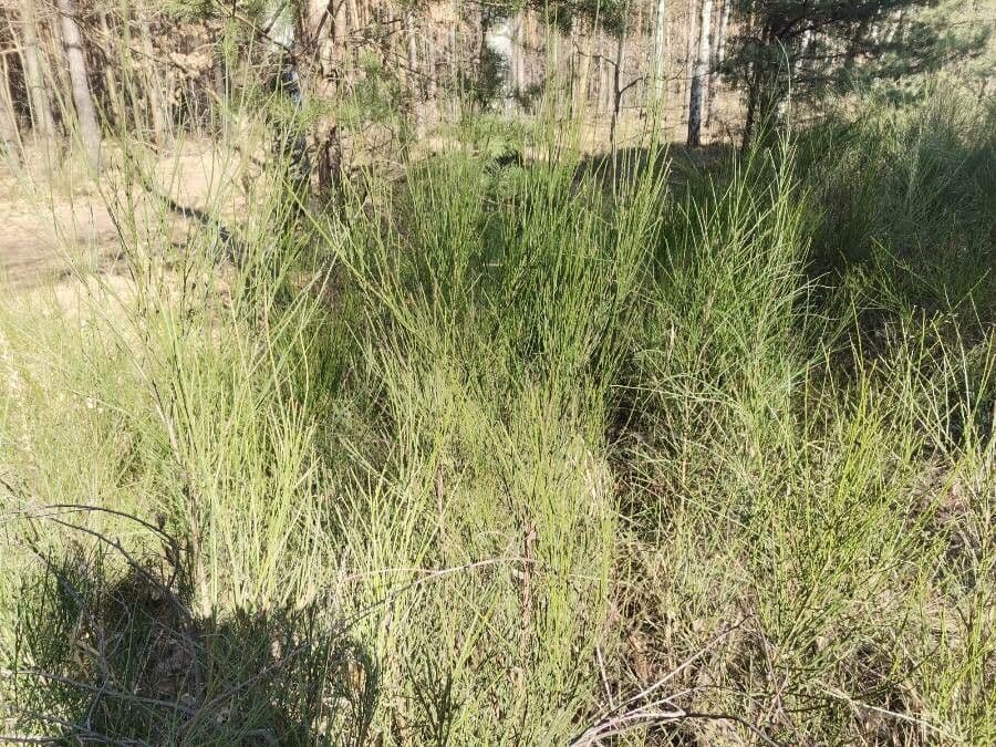 Ginestra irta 9
