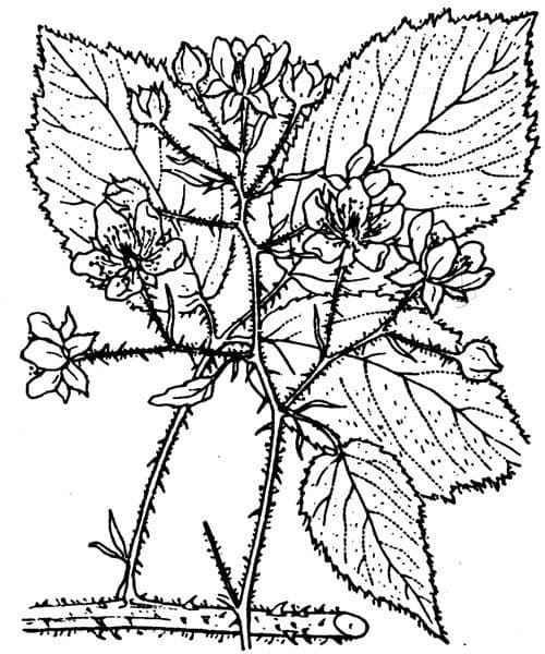 Ronse ásper 27