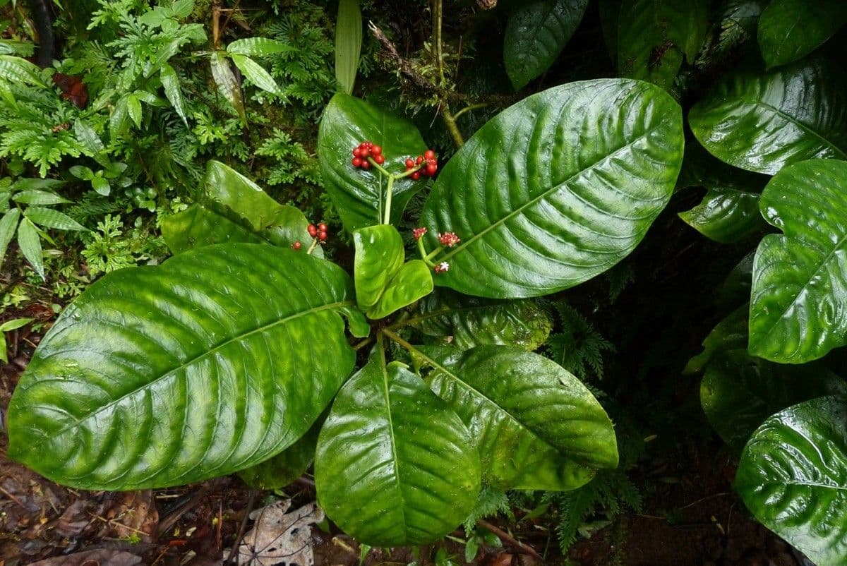 Tres-cabezas 7