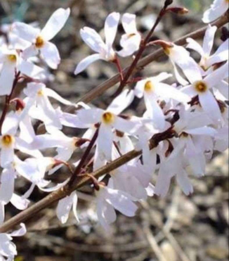 Abeliophyllum 10