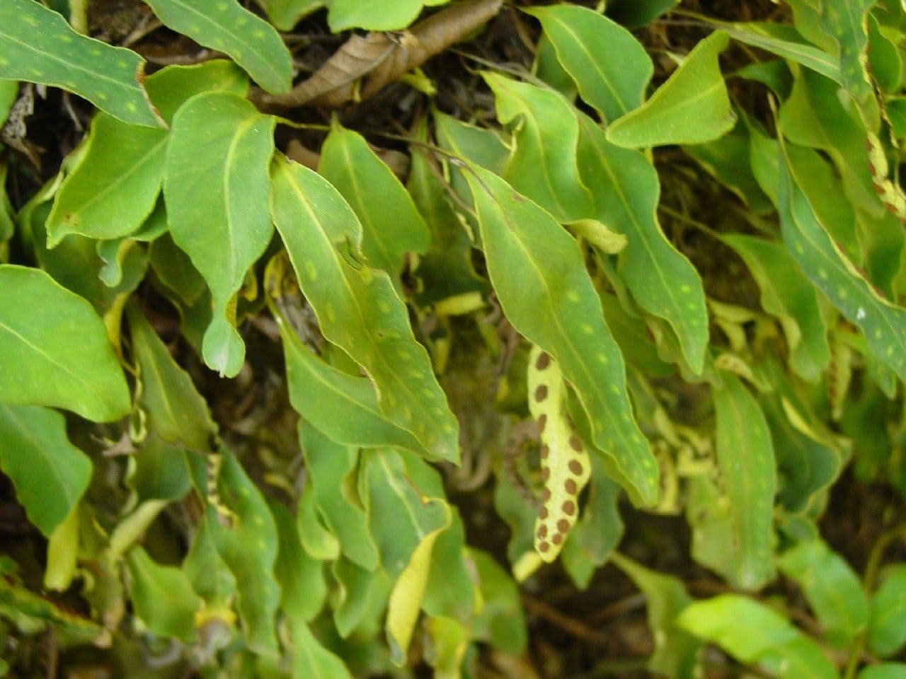Pleopeltis polylepis 2