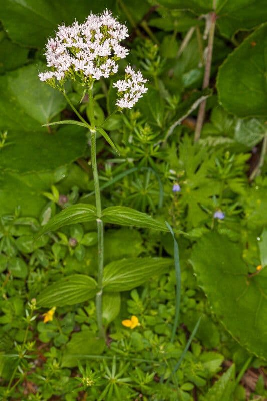 Valeriana trifogliata 19