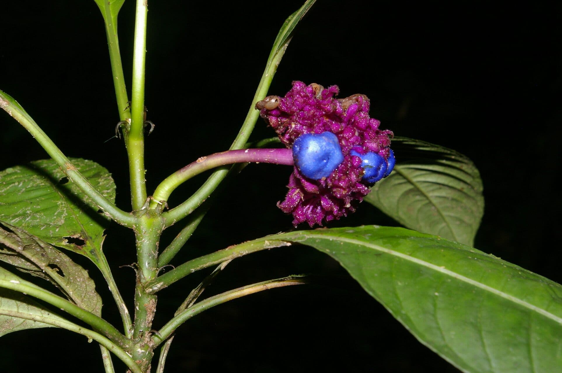 Palicourea 6