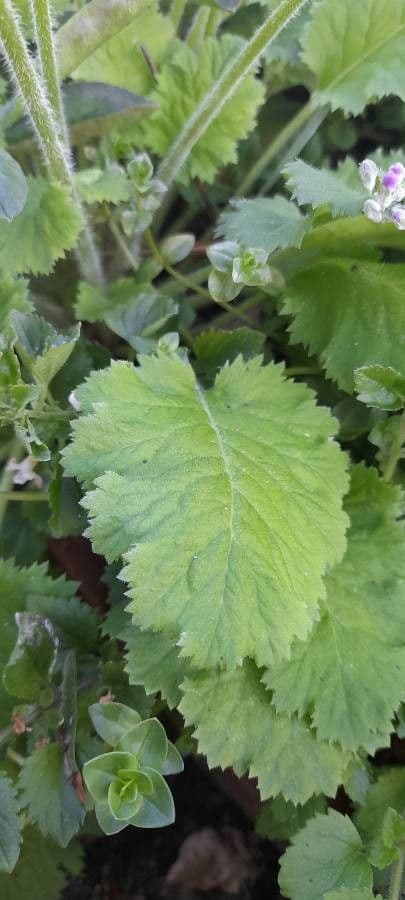 Primula di Siebold 12