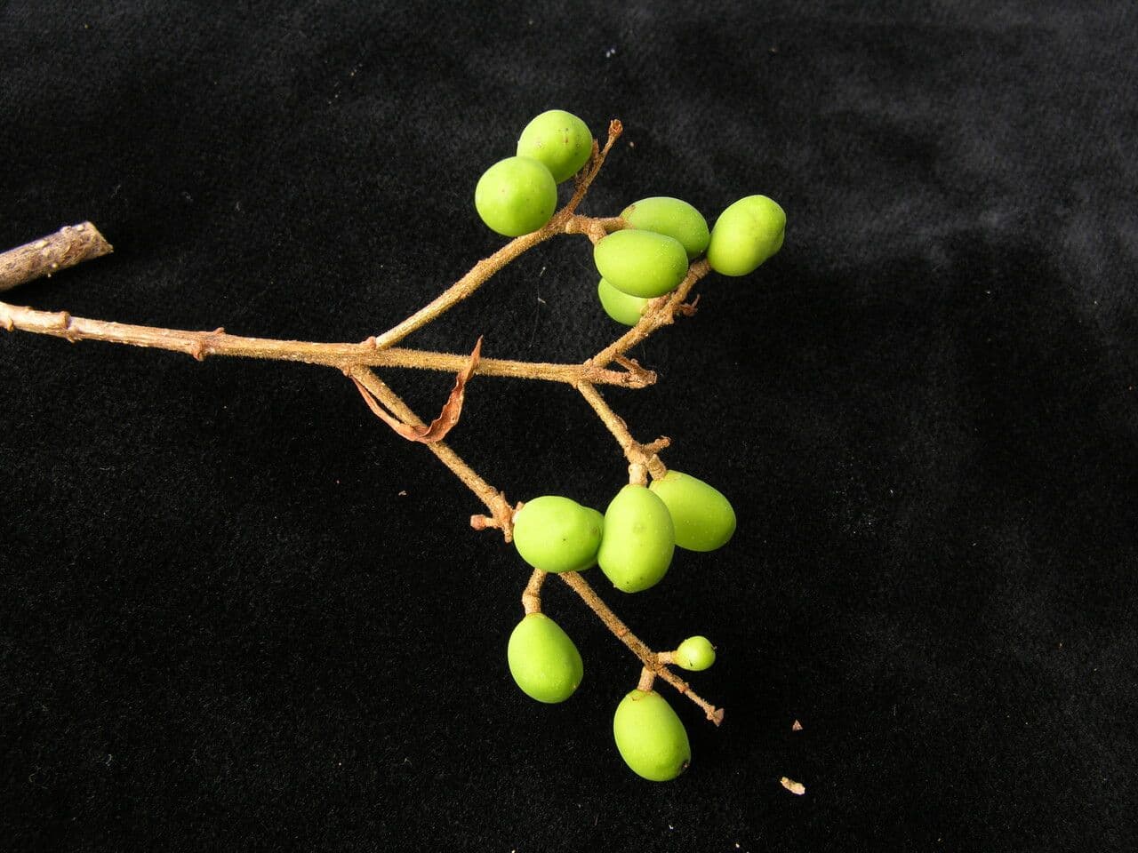 Ligustro 4