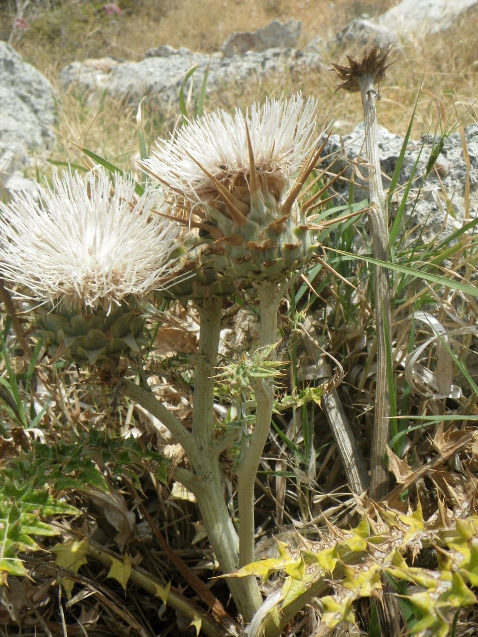 Carciofo 2