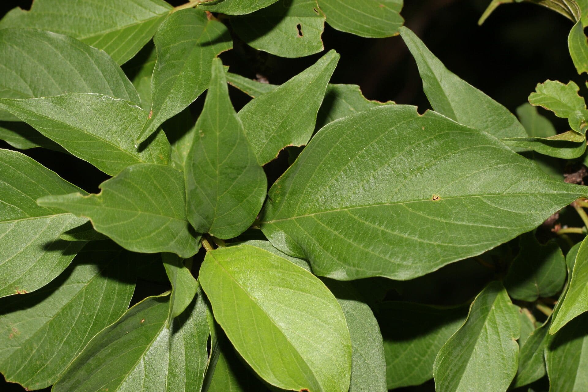 Colubrina elliptica 7