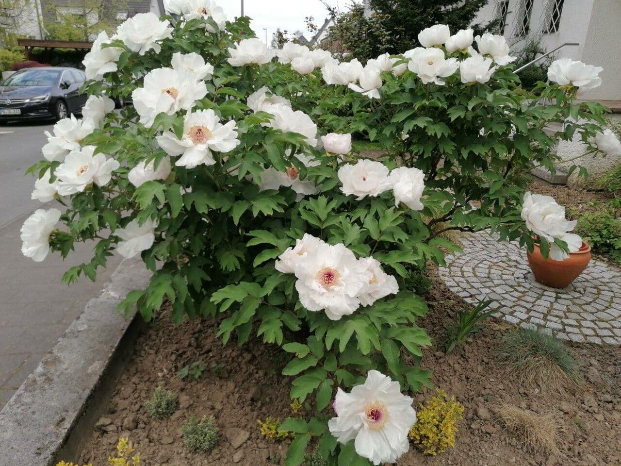 Peonia 9