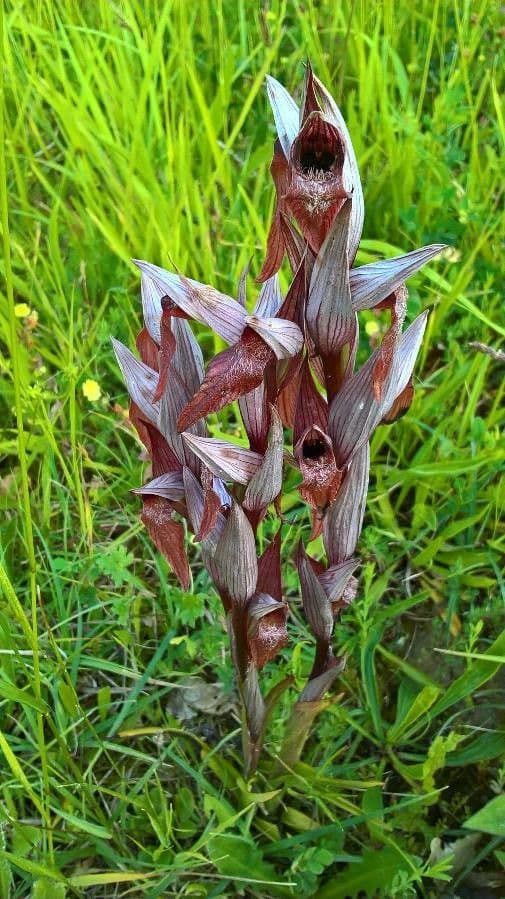Serapias cordigero 18