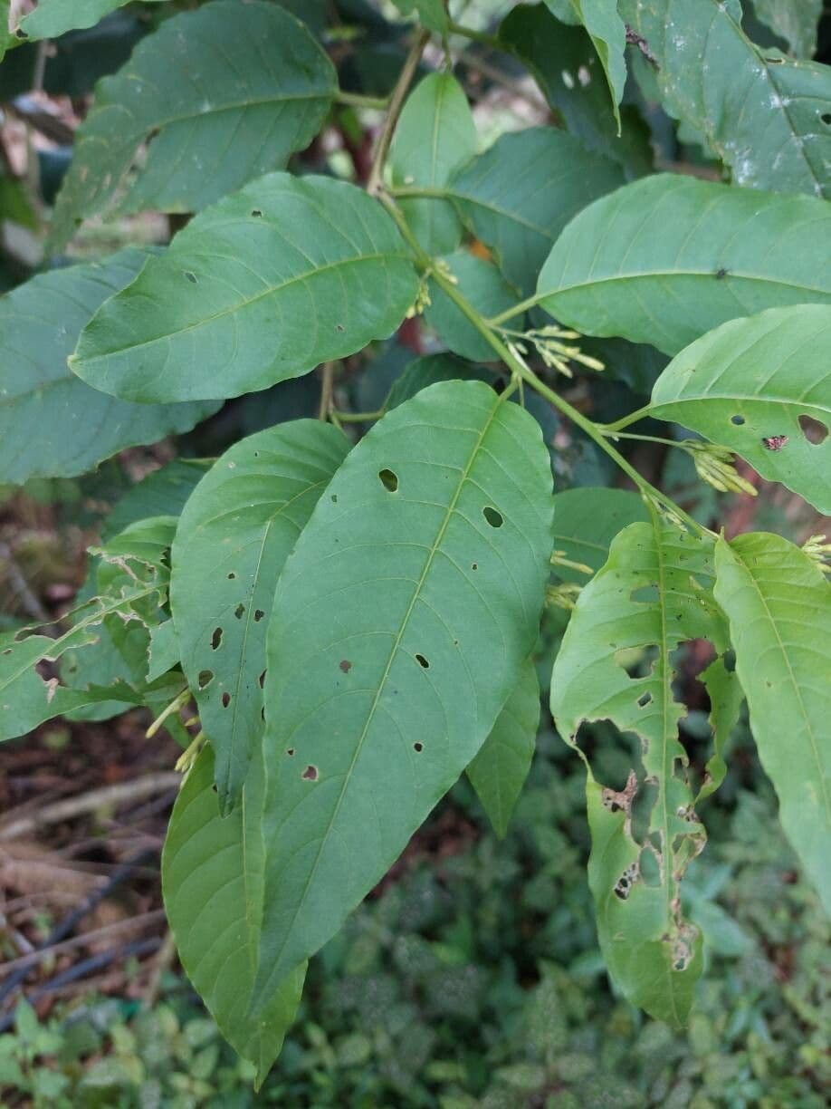Cestrum strapcovité 17