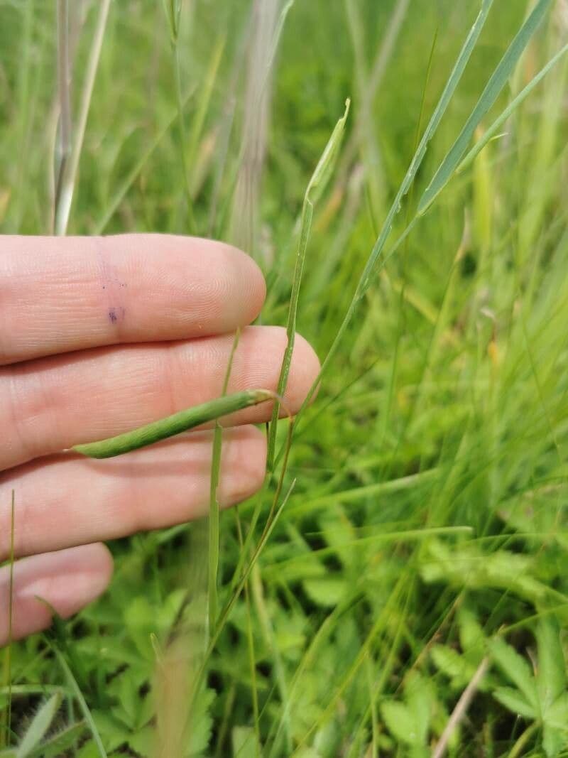 Gras-Platterbse 4