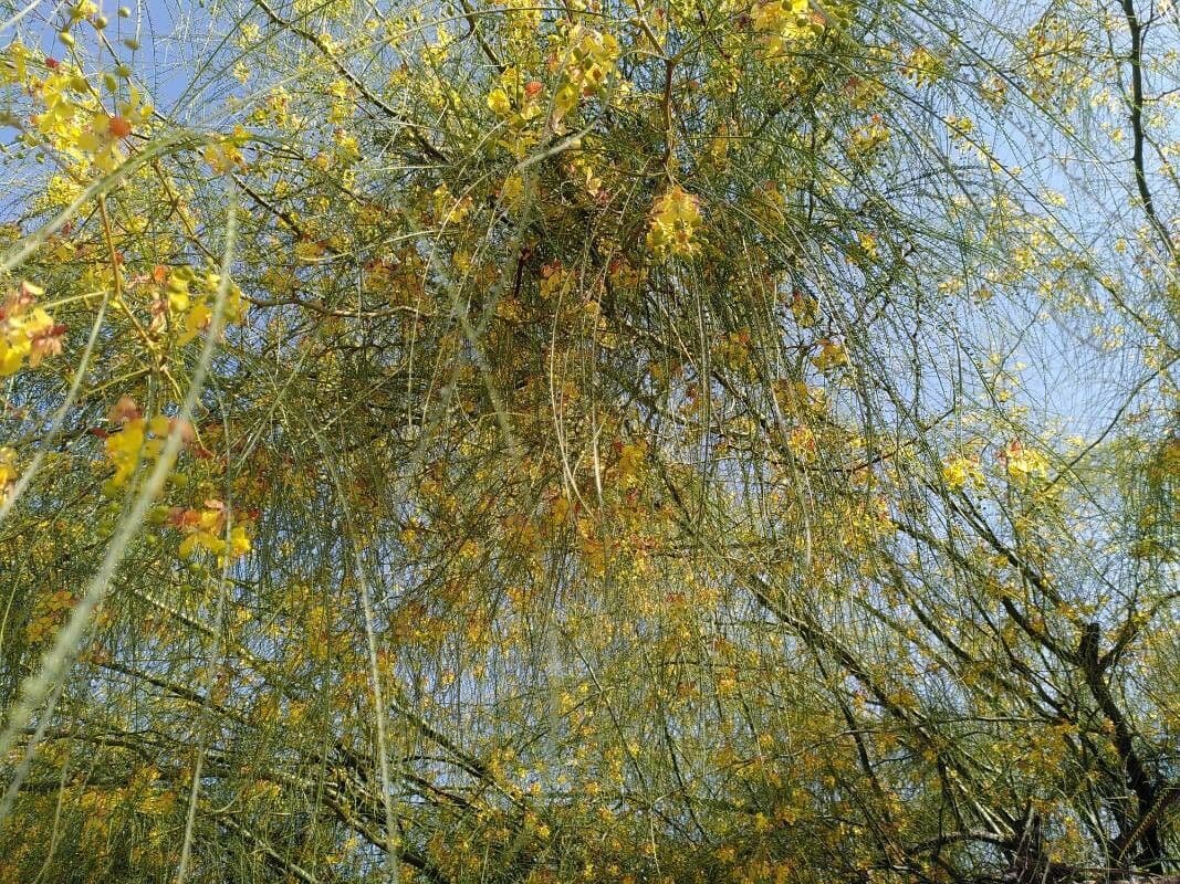 Parkinsonia 30