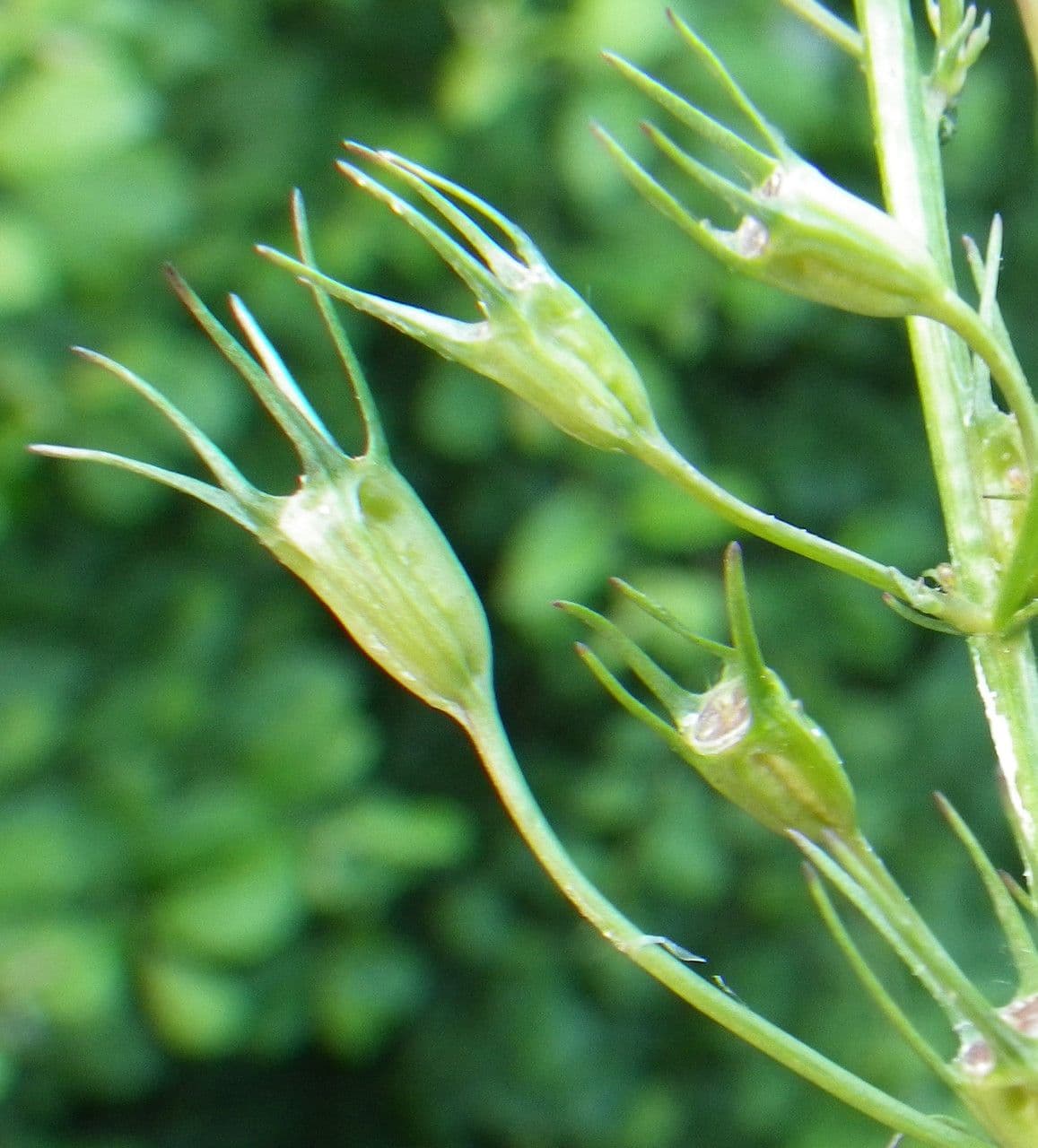 Campanula diffusa