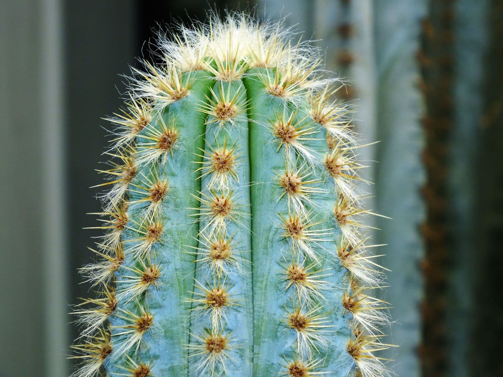 Pilosocereus 7