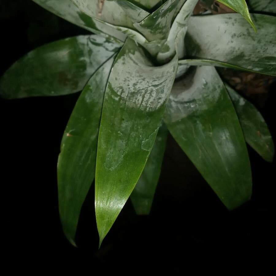 Pitcairnia 11