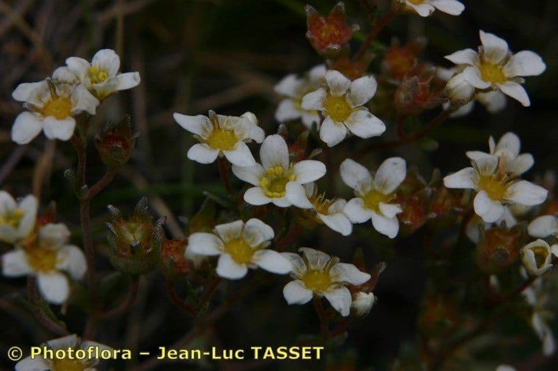 Verschlungene Steinbrech