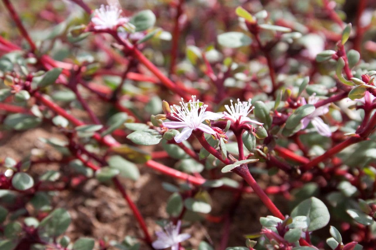 Trianthema portulacastrum 6