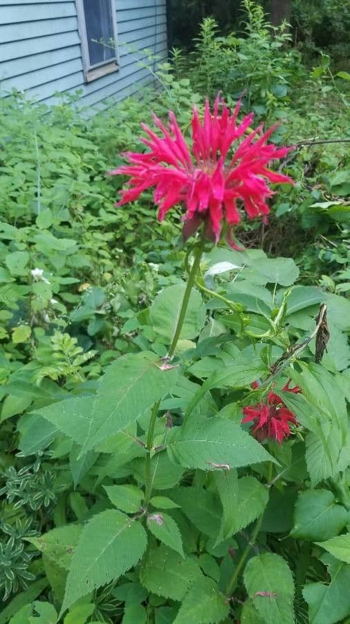 Monarda didyma