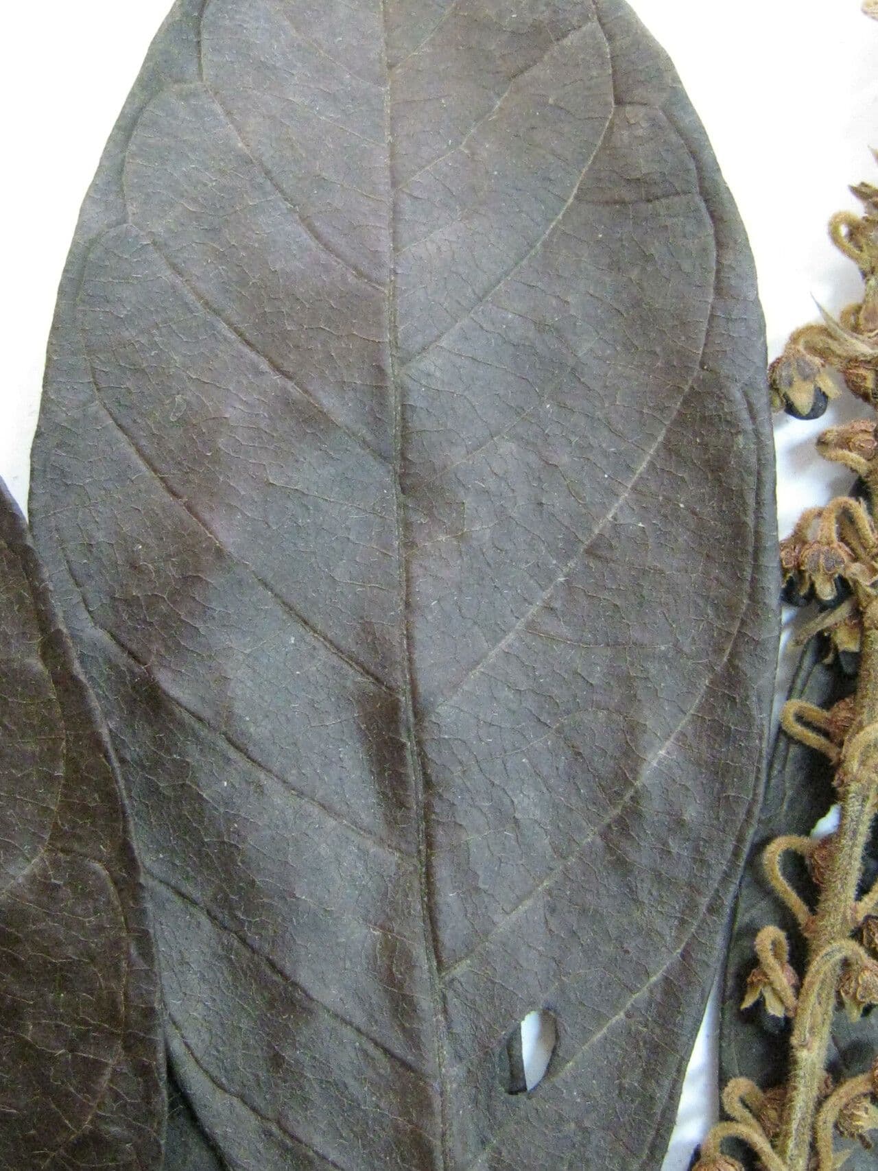 Byrsonima 5