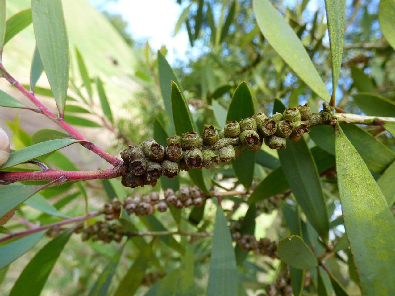 Fünfnerviger Teebaum