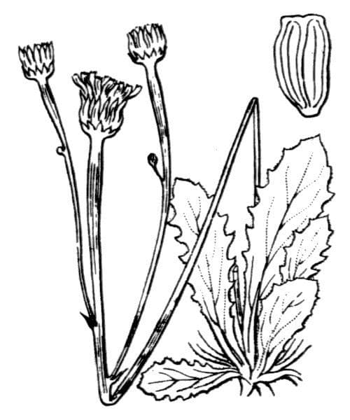 Arnoseris 19