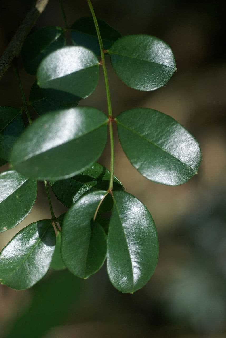Zanthoxylum 10