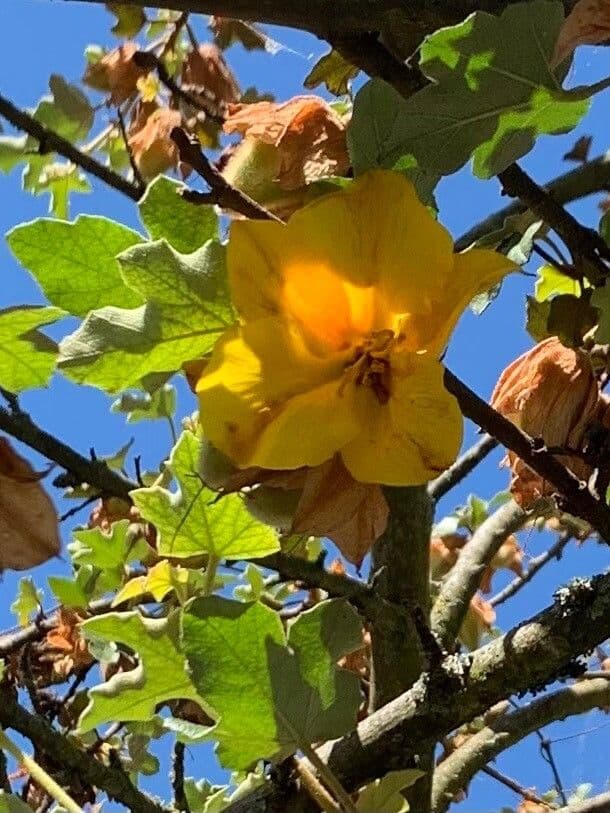 Fremontodendron