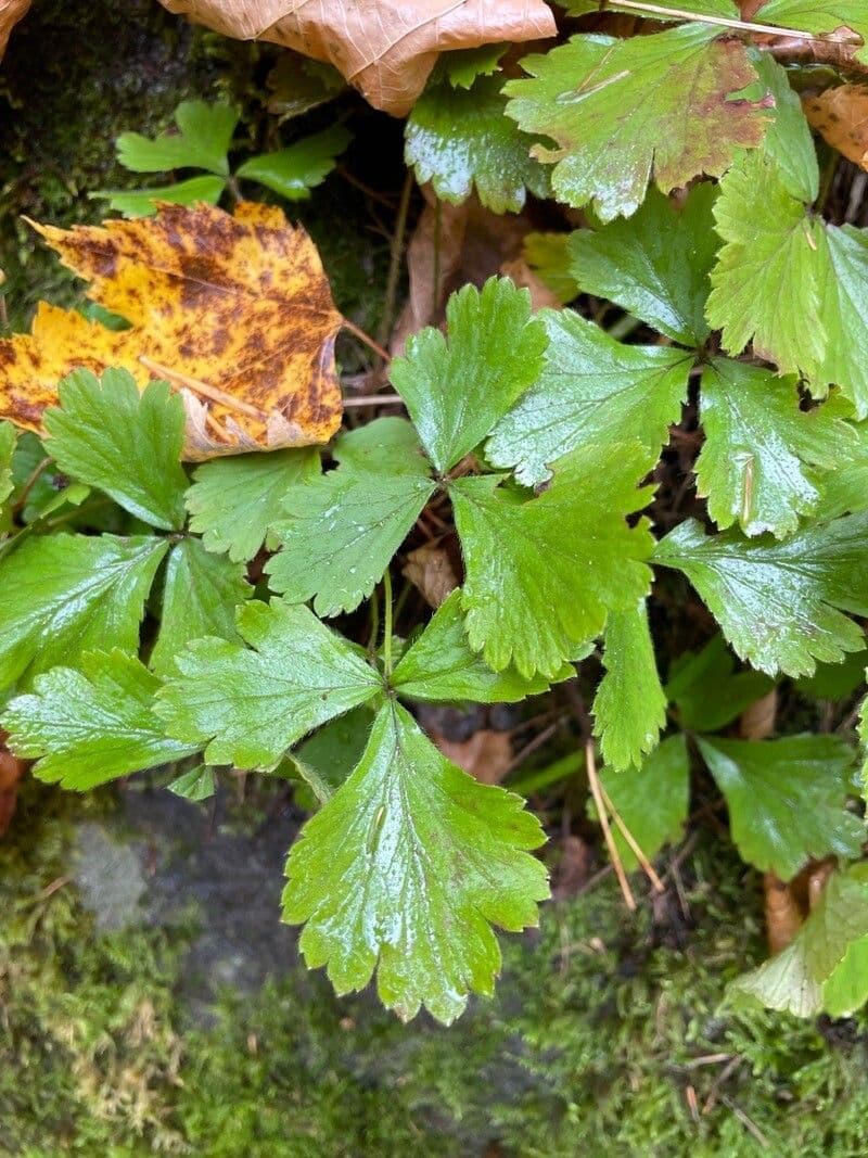 Coptis trifolié 13