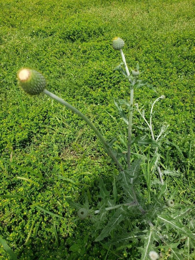Texas-Distel 13