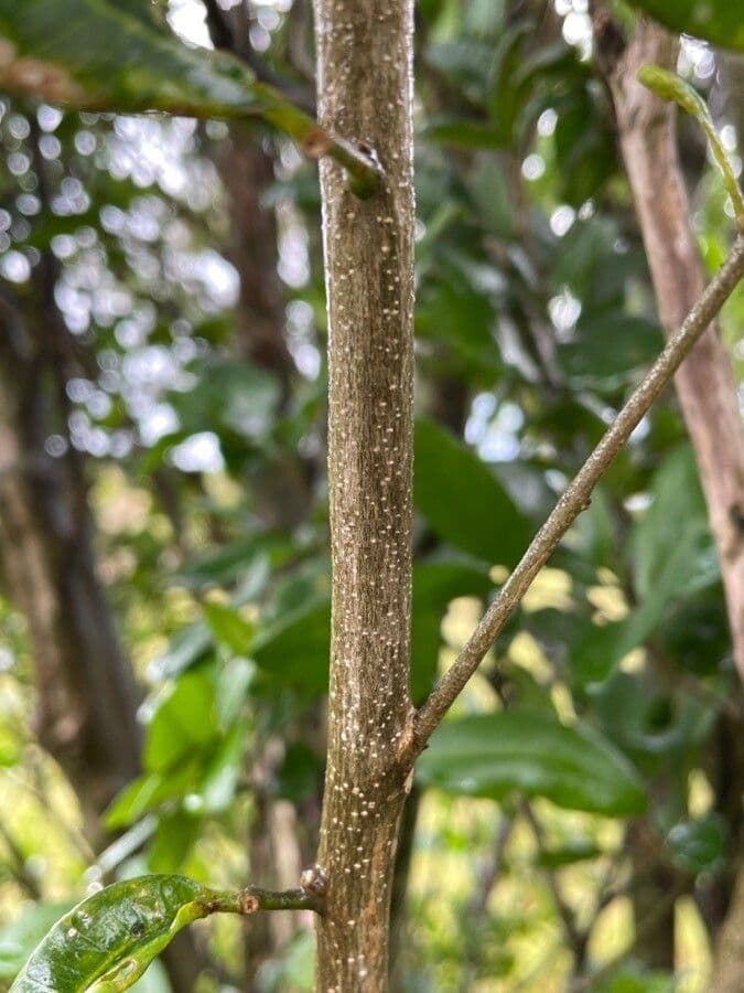 Searsia natalensis 23
