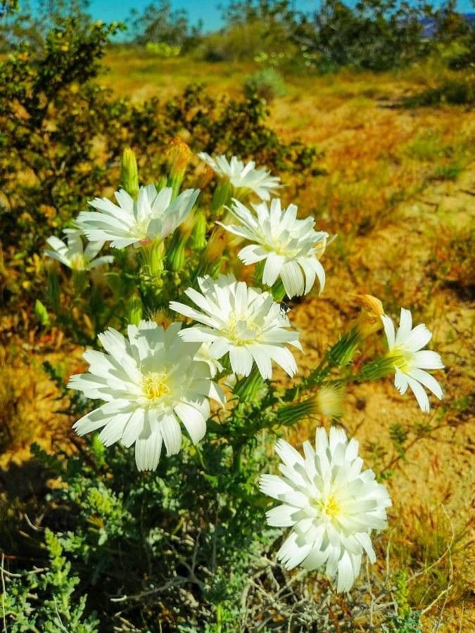 Rafinesquia californica 6