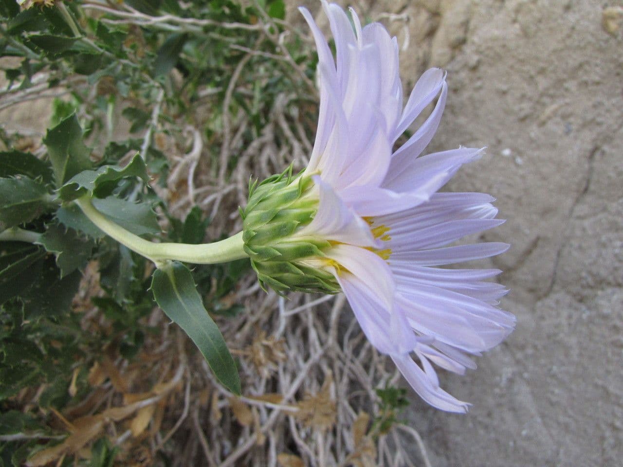 Xylorhiza 5