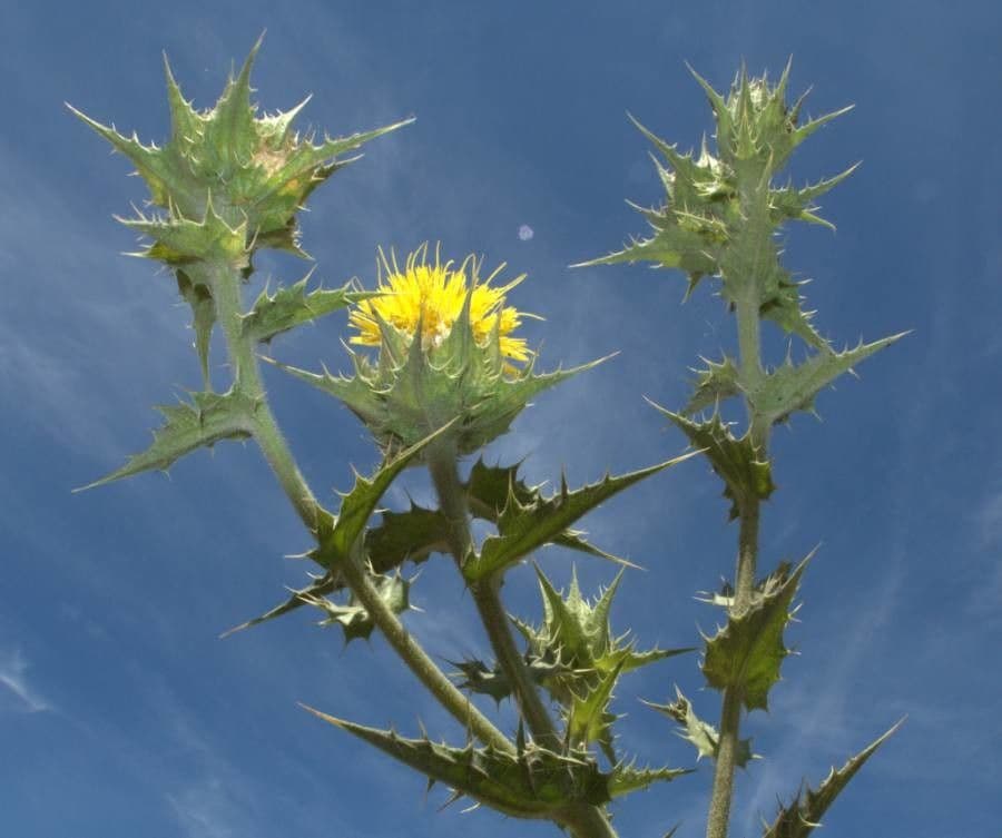 Girasole maculato 20