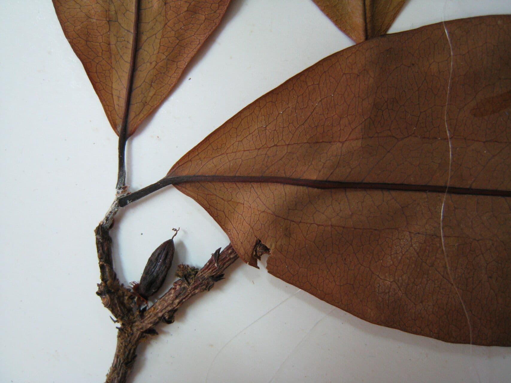 Erythroxylum 3
