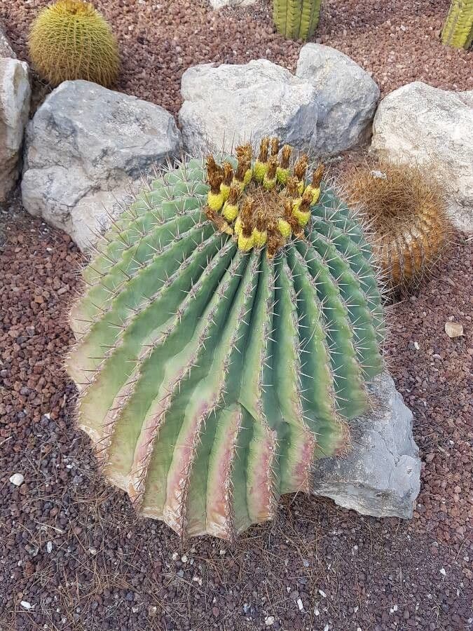 Ferocactus di Potts 10