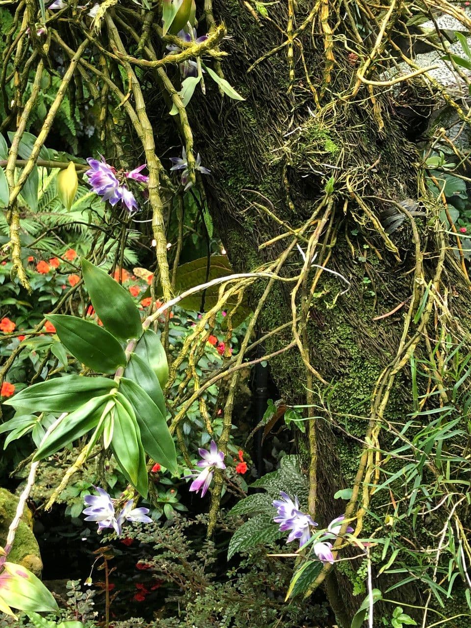 Dendrobium victoriae-reginae 13