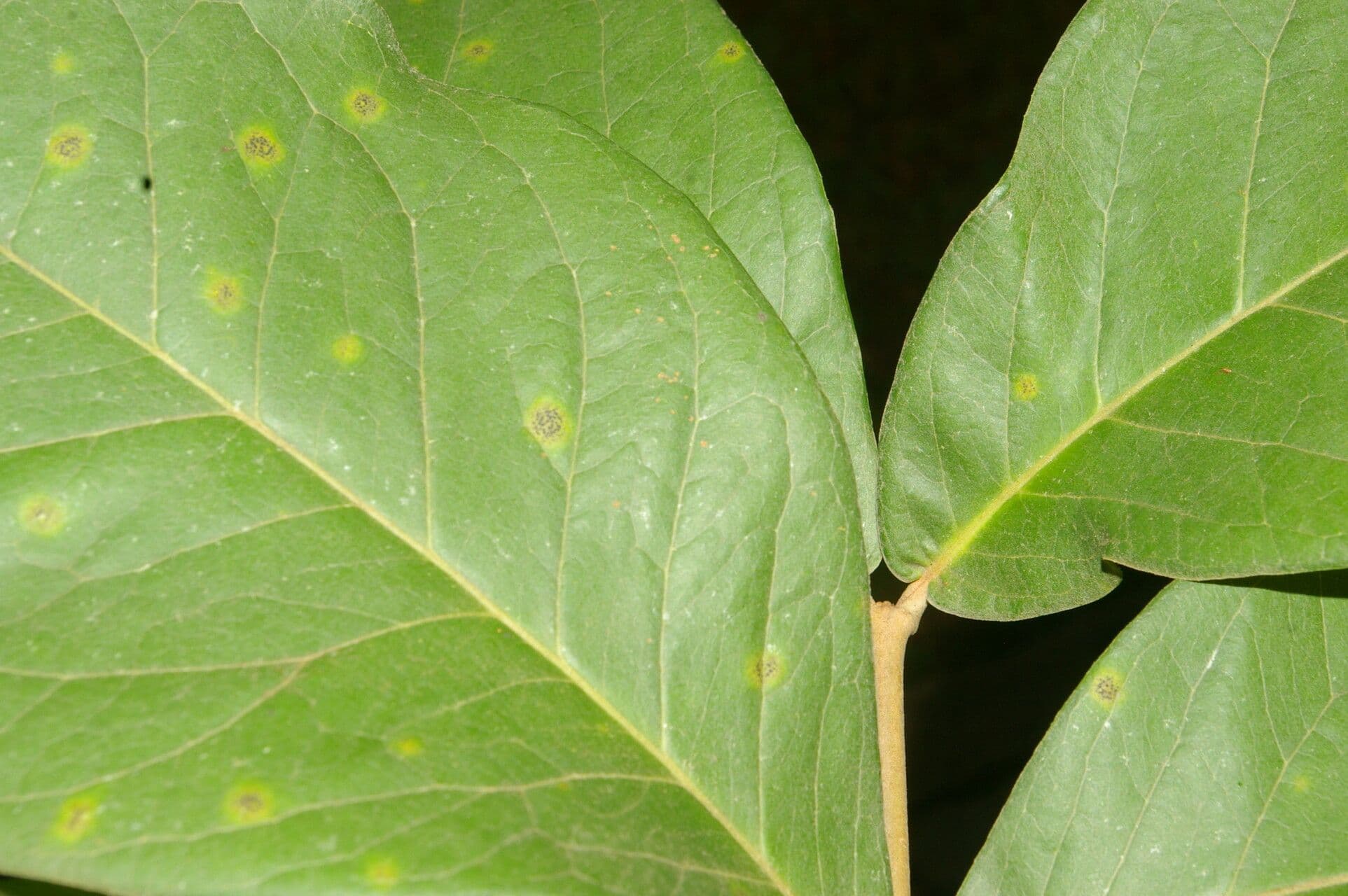 Eugenia 9
