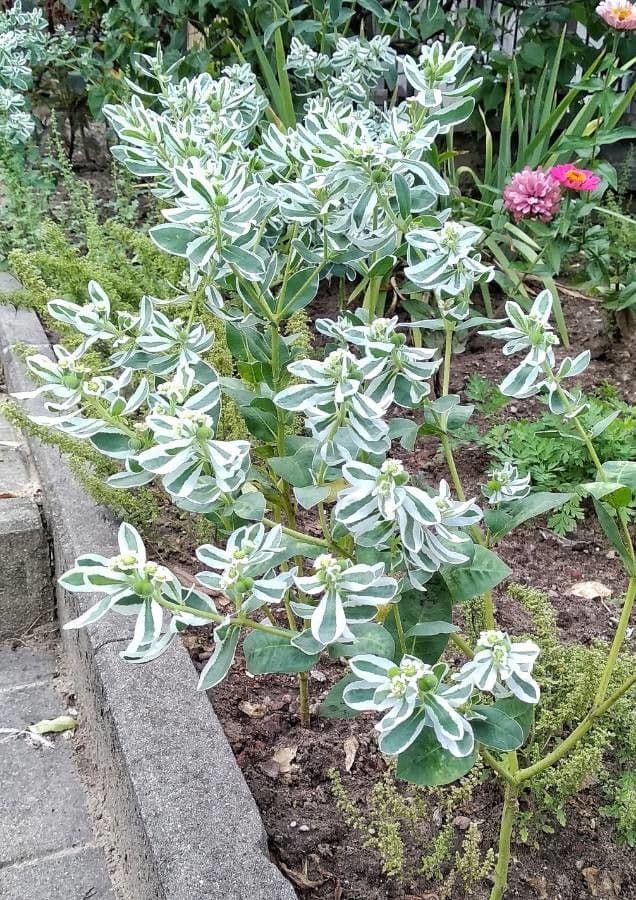 Euforbia marginata 13