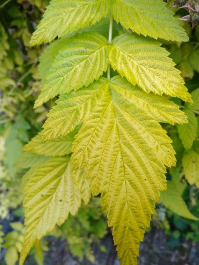 Weiße Schösslinge-Brombeere 6