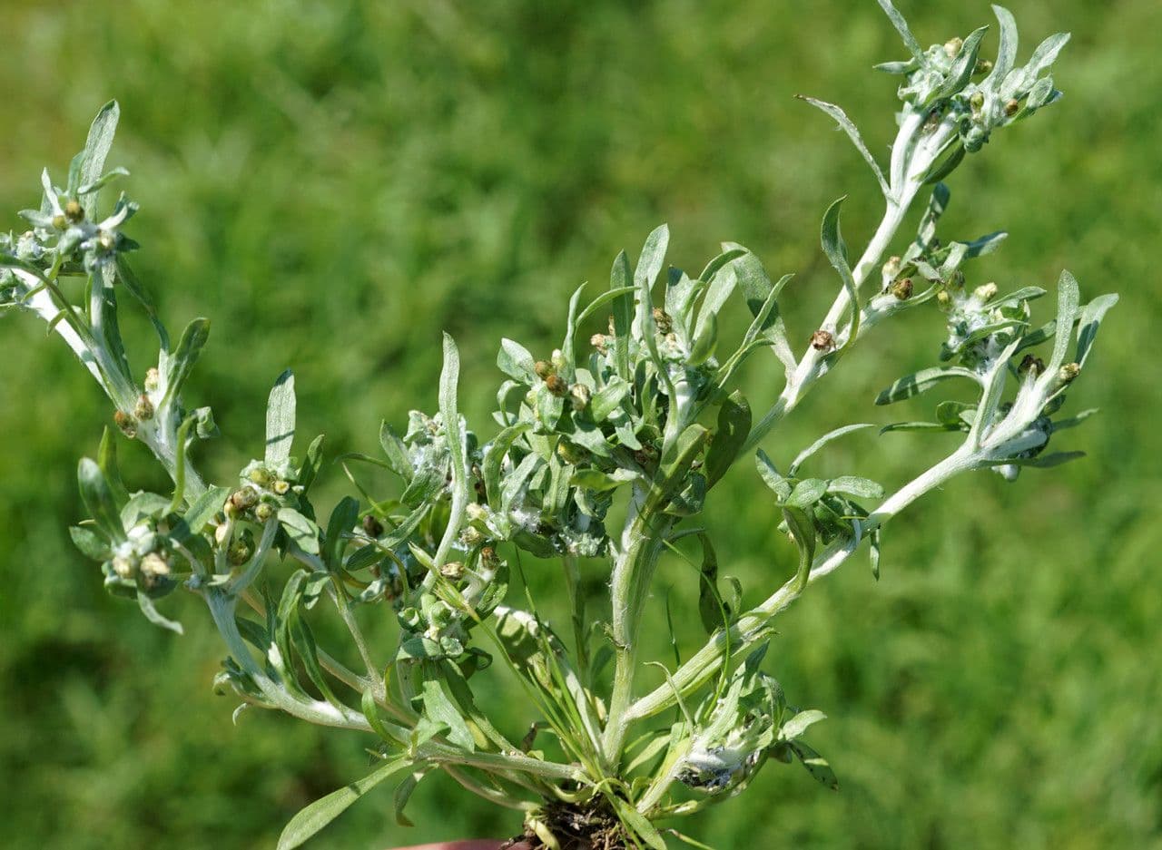 Gnaphalium 11