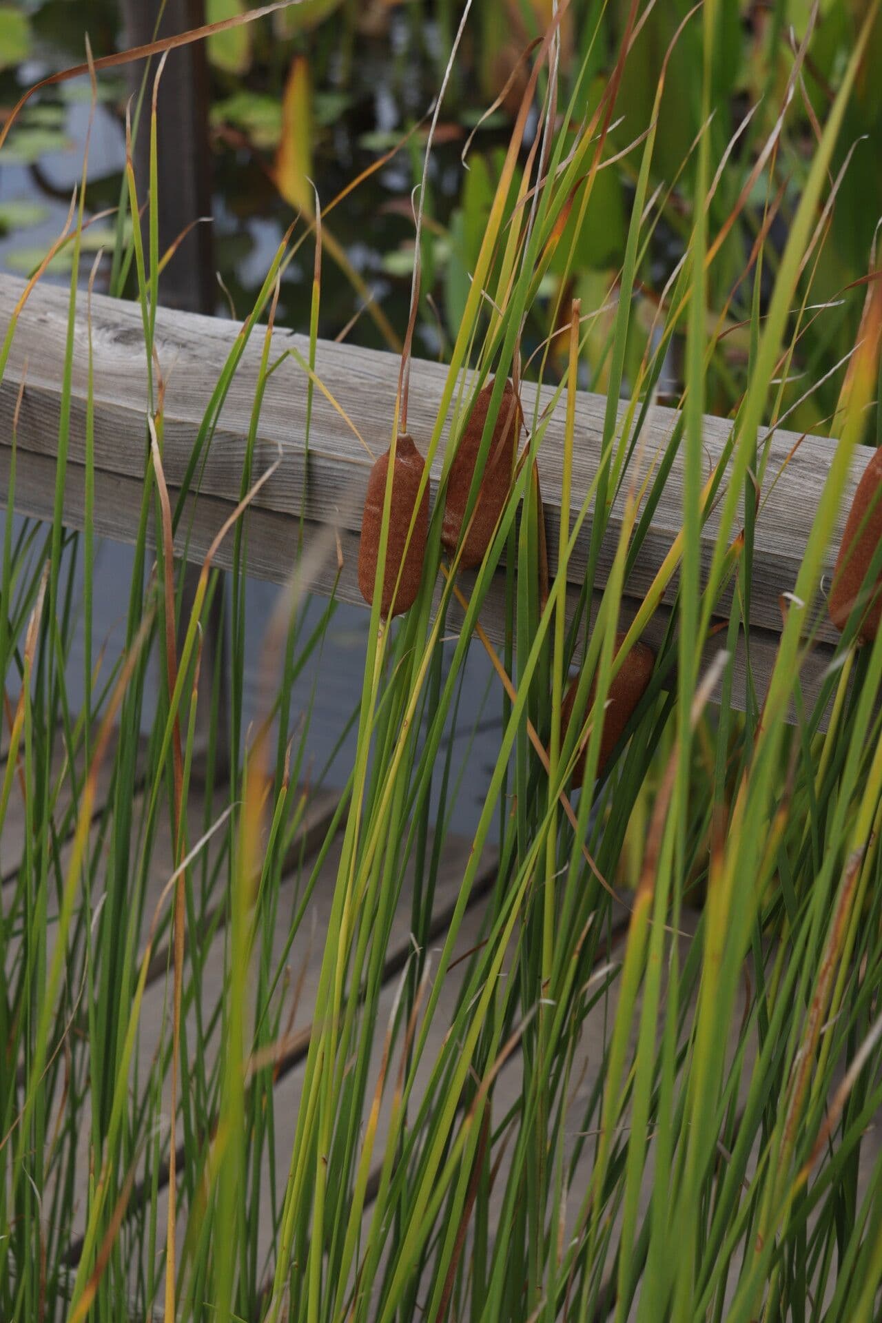 Typha laxmannii 6