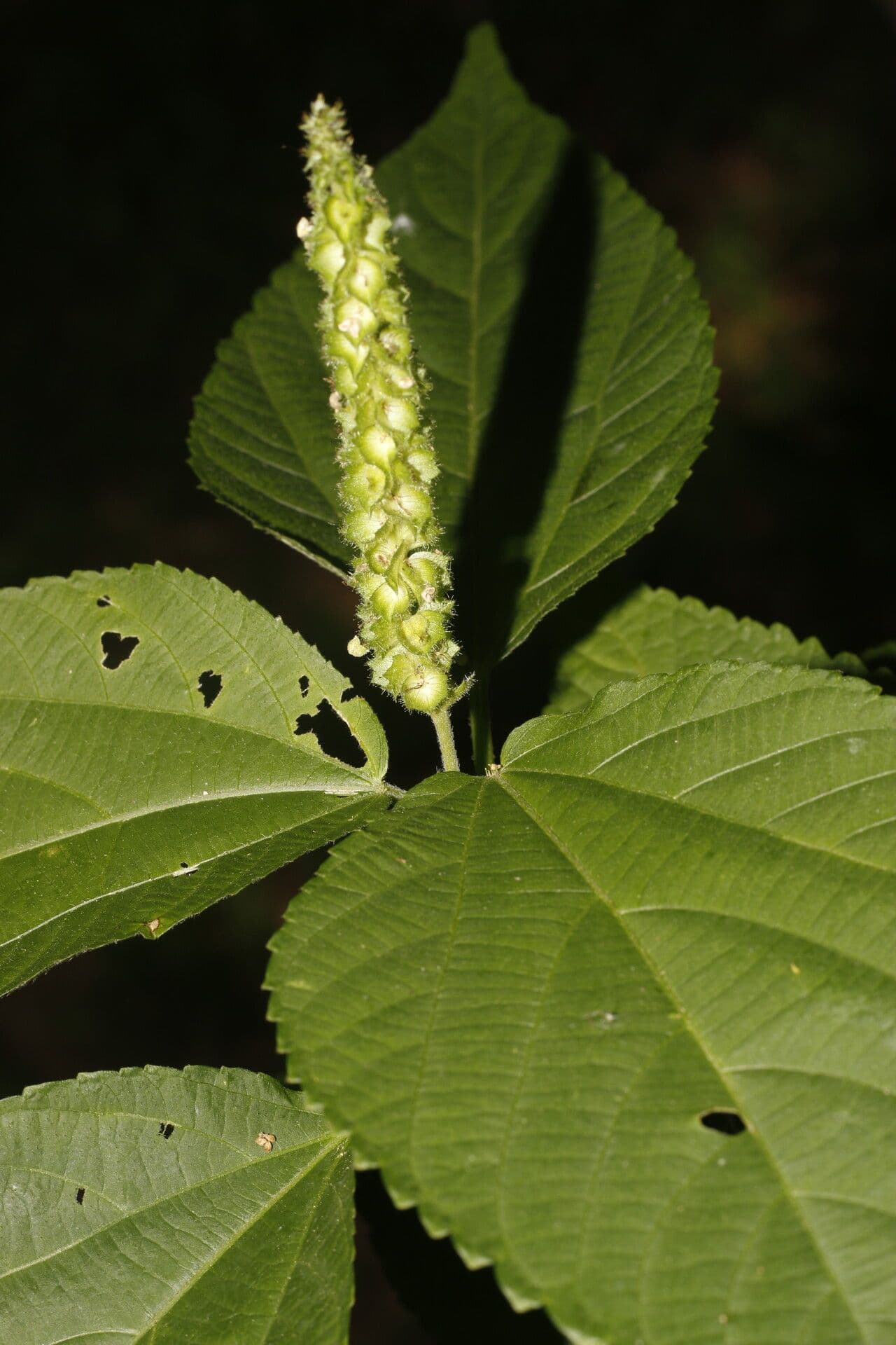 Acalypha schiedeana 2