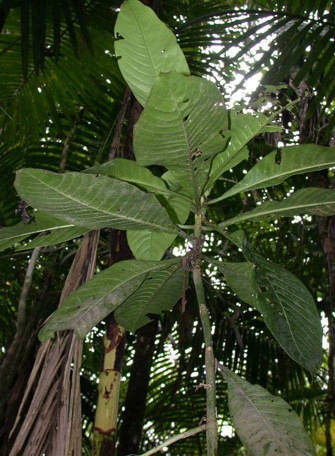 Große Psychotria 26