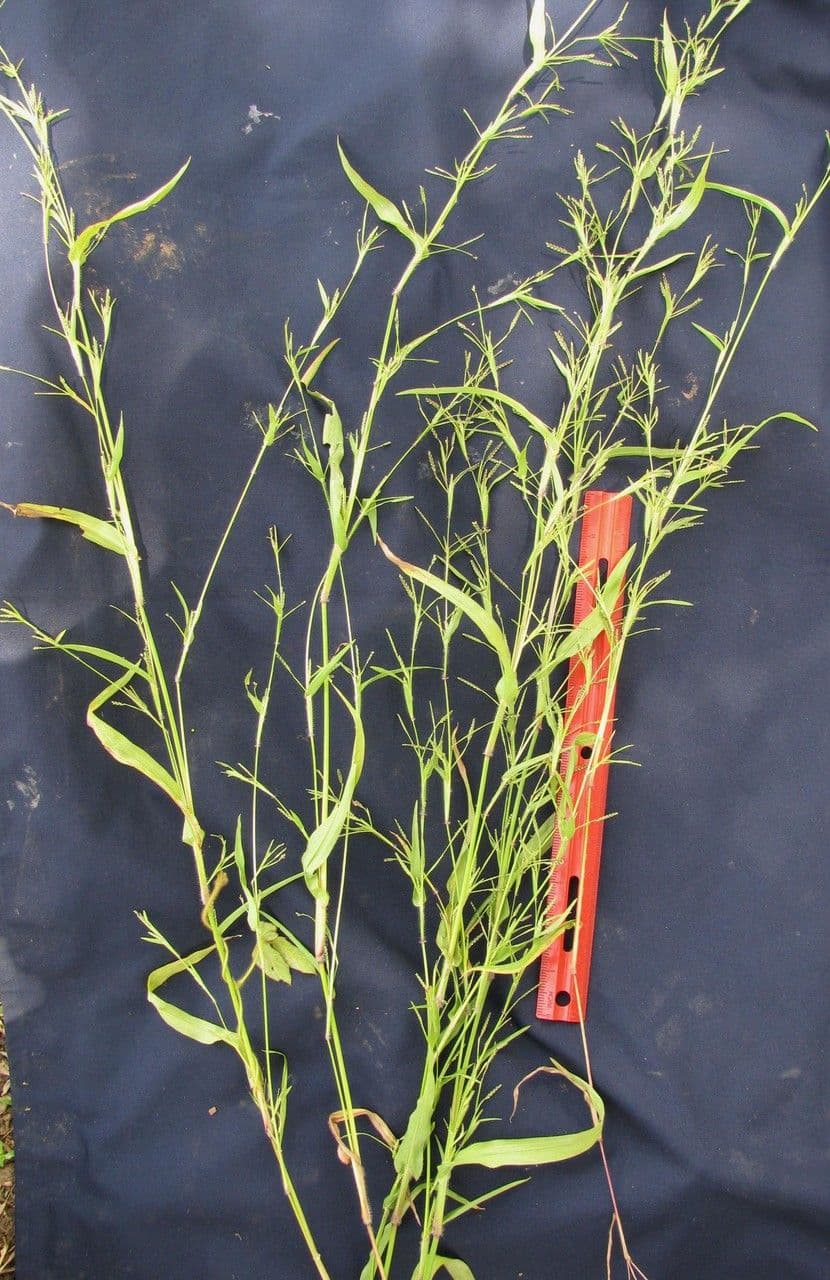 Erba granulosa 6