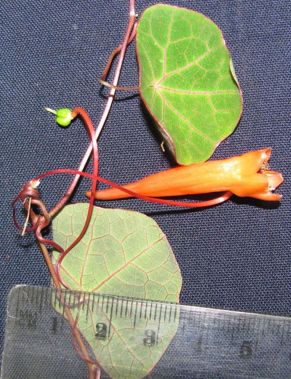 Lichořeřišnice 8