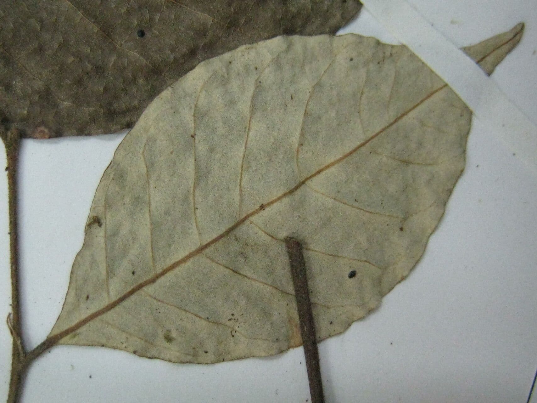 Licania leptostachya 5